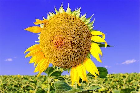 simsearch:400-06077675,k - Ripening sunflower head over the sunflower field against a blue sky Stock Photo - Budget Royalty-Free & Subscription, Code: 400-04423854