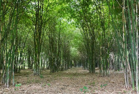 simsearch:625-01041031,k - Bamboo trees growing in tranquil forest,Thailand Photographie de stock - Aubaine LD & Abonnement, Code: 400-04423885