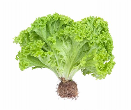 simsearch:400-04879197,k - fresh and green lettuce isolated on white background Stock Photo - Budget Royalty-Free & Subscription, Code: 400-04423908
