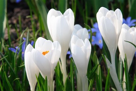 White crocuses in spring garden Stock Photo - Budget Royalty-Free & Subscription, Code: 400-04434068