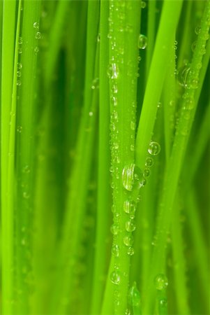 simsearch:400-04885204,k - Fresh grass with dew drops close up Photographie de stock - Aubaine LD & Abonnement, Code: 400-04434134