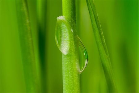 simsearch:400-04885204,k - Fresh grass with dew drops close up Photographie de stock - Aubaine LD & Abonnement, Code: 400-04434196