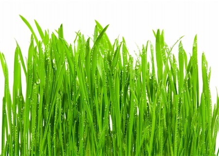 simsearch:400-04885204,k - Fresh grass with dew drops isolated on white Photographie de stock - Aubaine LD & Abonnement, Code: 400-04434197