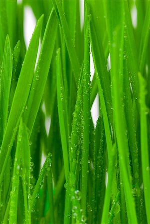 simsearch:400-04885204,k - Fresh grass with dew drops close up Photographie de stock - Aubaine LD & Abonnement, Code: 400-04434198