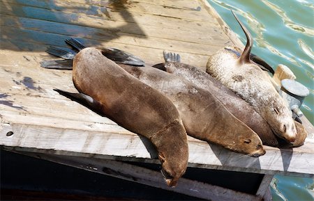 simsearch:400-07087477,k - A family of seals lying on the wooden deck next to the ocean on a sunny day in South Africa Foto de stock - Royalty-Free Super Valor e Assinatura, Número: 400-04434406