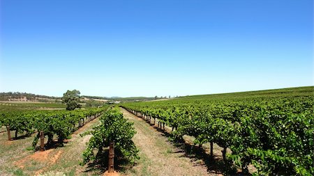 Scenic Vineyard on a clear day in the Barossa Valley Stock Photo - Budget Royalty-Free & Subscription, Code: 400-04434585