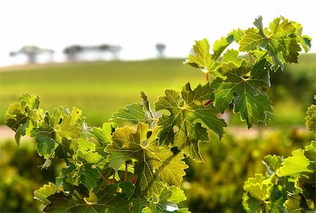 Closeup of vine leaves Stock Photo - Budget Royalty-Free & Subscription, Code: 400-04434589