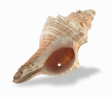 Seashells isolated over white with clipping path Stock Photo - Budget Royalty-Free & Subscription, Code: 400-04434865
