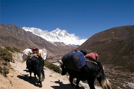 simsearch:851-02962350,k - Yaks carrying tourist loads from Tengboche to Pheriche or Dingboche. In the background is Nuptse, Lhotse, and Everest. Foto de stock - Royalty-Free Super Valor e Assinatura, Número: 400-04435017