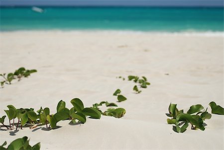 simsearch:400-05704788,k - beautiful caribbean beach Fotografie stock - Microstock e Abbonamento, Codice: 400-04435099