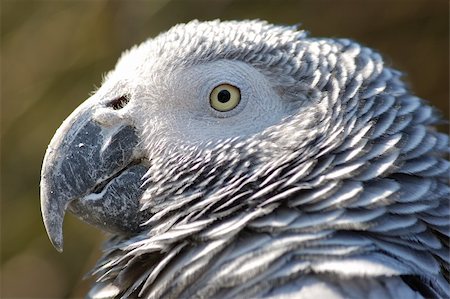 simsearch:400-04647402,k - African Grey Parrot Portrait Stock Photo - Budget Royalty-Free & Subscription, Code: 400-04435208