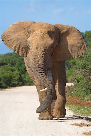 simsearch:400-04479869,k - African Elephant playing with its trunk over a lonesome tusk Photographie de stock - Aubaine LD & Abonnement, Code: 400-04435964