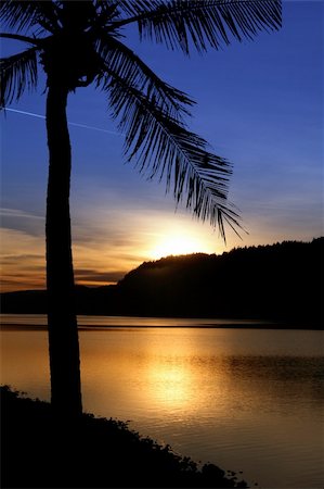 simsearch:400-04276062,k - Silhouette of tree branches over a sunset. Fotografie stock - Microstock e Abbonamento, Codice: 400-04436001