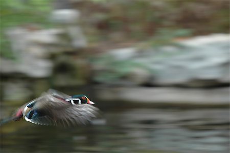simsearch:400-05188363,k - A wood duck flying in fast to make a water landing. Stock Photo - Budget Royalty-Free & Subscription, Code: 400-04436027