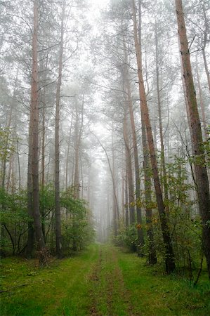 simsearch:400-04284665,k - foggy forest in the morning (Poland) Stock Photo - Budget Royalty-Free & Subscription, Code: 400-04436335