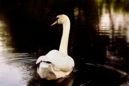 pollo de cisne - delicate swan swimming in the lake Foto de stock - Super Valor sin royalties y Suscripción, Código: 400-04436367