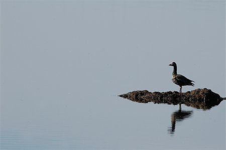 empathy - A single blue phase snow goose alone on a calm lake. Photographie de stock - Aubaine LD & Abonnement, Code: 400-04436411