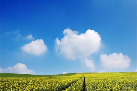 simsearch:400-04983141,k - Golden fields and a bright blue sky. Stock Photo - Budget Royalty-Free & Subscription, Code: 400-04436456