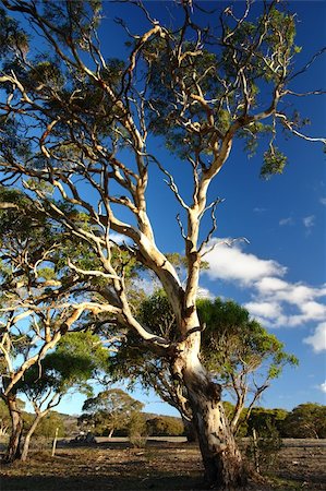 Gum Tree in Rural South Australia Stock Photo - Budget Royalty-Free & Subscription, Code: 400-04436516