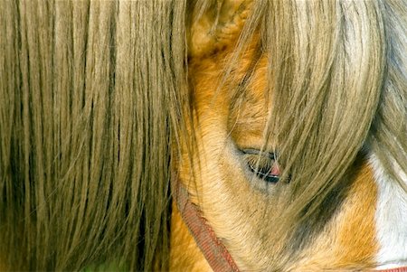 simsearch:400-06089269,k - close-up of the head of a horse, looking at the camera Foto de stock - Super Valor sin royalties y Suscripción, Código: 400-04436559