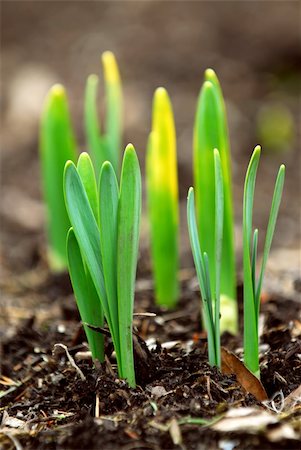 simsearch:400-06741123,k - Shoots of spring flowers daffodils in early spring garden Stock Photo - Budget Royalty-Free & Subscription, Code: 400-04436706