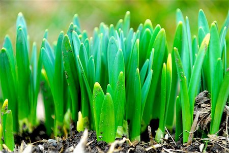 simsearch:400-06741123,k - Shoots of spring flowers daffodils in early spring garden Stock Photo - Budget Royalty-Free & Subscription, Code: 400-04436707