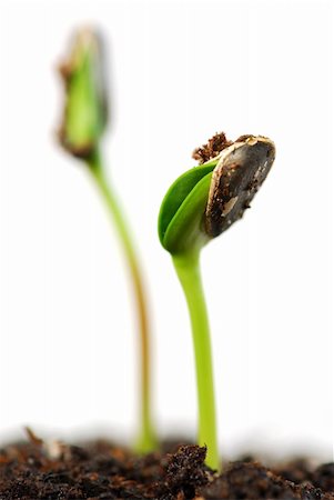 simsearch:700-00014882,k - Two green sunflower plant sprouts isolated on white background Foto de stock - Royalty-Free Super Valor e Assinatura, Número: 400-04436709