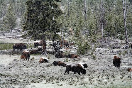 Yellowstone National Park Stock Photo - Budget Royalty-Free & Subscription, Code: 400-04436945