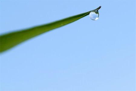 simsearch:400-05226582,k - green grass with waterdrop against blue sky Stock Photo - Budget Royalty-Free & Subscription, Code: 400-04436978
