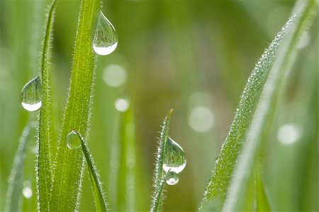 simsearch:633-01274741,k - green grass with waterdrops and shallow depth of field Photographie de stock - Aubaine LD & Abonnement, Code: 400-04436979