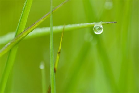 simsearch:633-01274741,k - green grass with waterdrop and shallow depth of field Photographie de stock - Aubaine LD & Abonnement, Code: 400-04436980