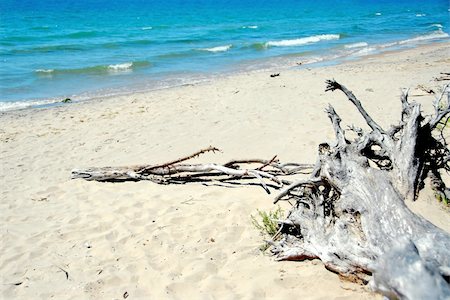 simsearch:696-05780753,k - Trunk of old weathered tree on deserted beach Foto de stock - Super Valor sin royalties y Suscripción, Código: 400-04437012