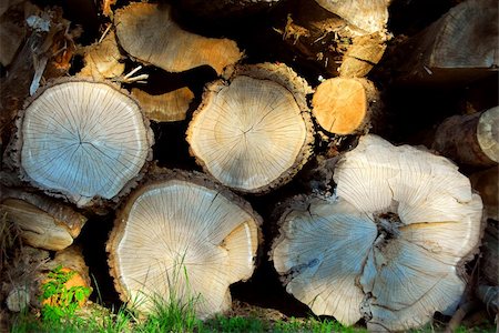 sawmill wood industry - Background of stacked logs lit by evening sun Photographie de stock - Aubaine LD & Abonnement, Code: 400-04437024