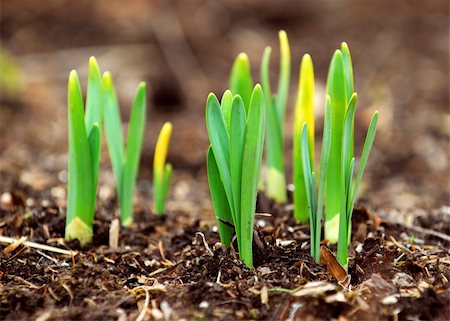 simsearch:400-06741123,k - Shoots of spring flowers daffodils in early spring garden Stock Photo - Budget Royalty-Free & Subscription, Code: 400-04437028