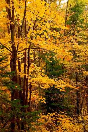 simsearch:400-04436466,k - Colorful fall forest background with maple trees Stock Photo - Budget Royalty-Free & Subscription, Code: 400-04437021