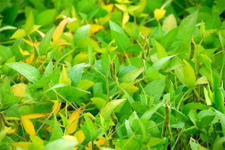 Soy beans growing on a soybean plant in a farm field Stock Photo - Budget Royalty-Free & Subscription, Code: 400-04437031
