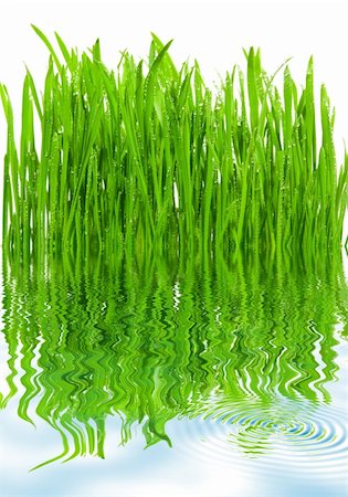 simsearch:400-04885204,k - Fresh grass with dew drops isolated on white with reflection on water Photographie de stock - Aubaine LD & Abonnement, Code: 400-04437108