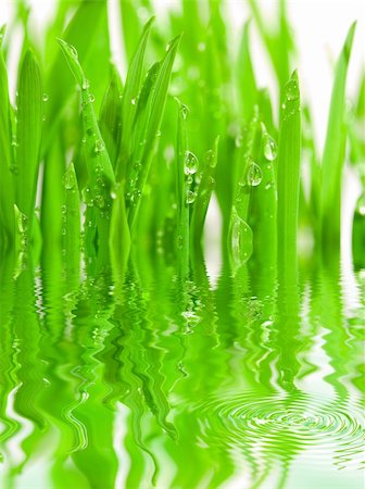 simsearch:400-04885204,k - Fresh grass with dew drops isolated on white with reflection on water Photographie de stock - Aubaine LD & Abonnement, Code: 400-04437109