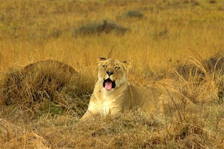 simsearch:400-05353672,k - Lioness (Panthera Leo) lying down in the yellow grass, preparing to sleep. Stock Photo - Budget Royalty-Free & Subscription, Code: 400-04437103