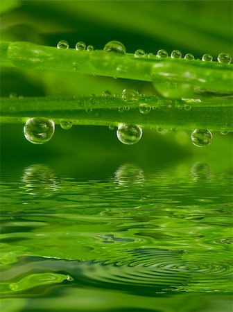 simsearch:400-04885204,k - Fresh grass with dew drops close up with reflection on water Photographie de stock - Aubaine LD & Abonnement, Code: 400-04437111