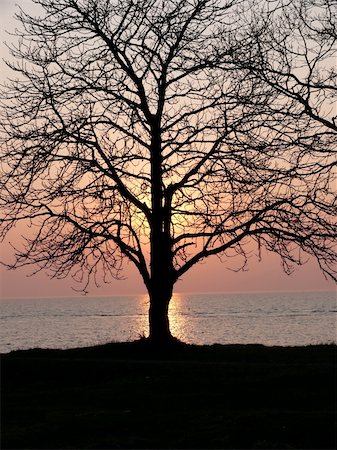 portrait of tree silhouette at beautiful sunset Fotografie stock - Microstock e Abbonamento, Codice: 400-04437150