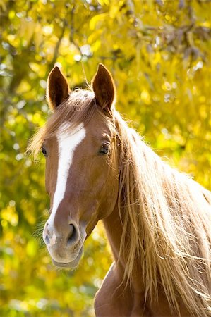 horse on yellow Stock Photo - Budget Royalty-Free & Subscription, Code: 400-04437424