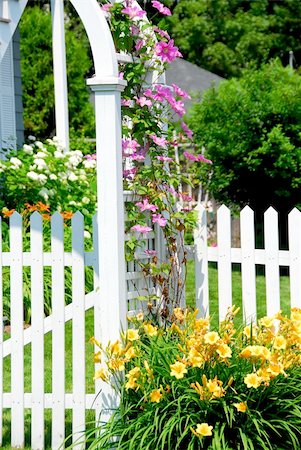 simsearch:400-05705548,k - White picket fence and pink clematis at country house Fotografie stock - Microstock e Abbonamento, Codice: 400-04437485