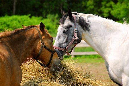 simsearch:400-04938094,k - Two horses feeding at the runch on bright summer day, closeup Stockbilder - Microstock & Abonnement, Bildnummer: 400-04437488