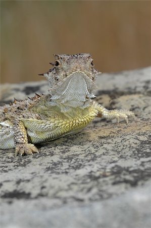 A Texas horned lizard found near Wilson Lake in north central Kansas. Stock Photo - Budget Royalty-Free & Subscription, Code: 400-04437586