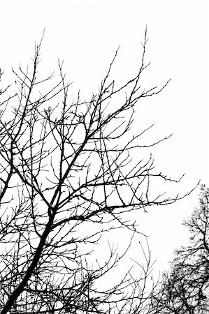 Bare black winter branches. Foto de stock - Super Valor sin royalties y Suscripción, Código: 400-04437639