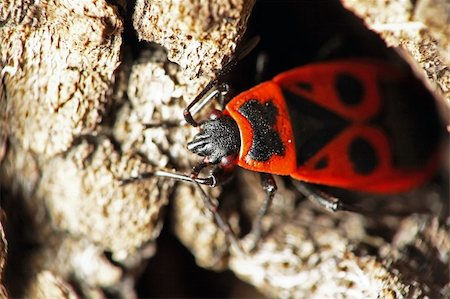 feeler - fire bug on a tree bark, extreme depth of field Stock Photo - Budget Royalty-Free & Subscription, Code: 400-04437644