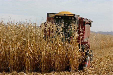 A mid west farmer harvesting corn in early November. Stock Photo - Budget Royalty-Free & Subscription, Code: 400-04437641