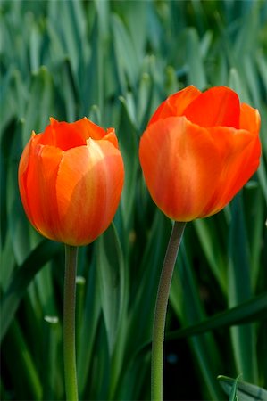simsearch:400-04437778,k - Two tulips against a green background Photographie de stock - Aubaine LD & Abonnement, Code: 400-04437778