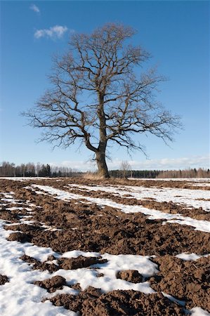 lonely tree at tilled field Stock Photo - Budget Royalty-Free & Subscription, Code: 400-04438013